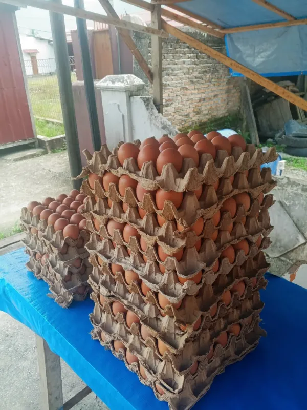 Jual Telur 